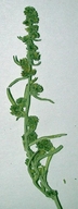 Ambrosia dumosa var. hybrid