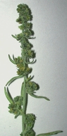 Hymenoclea salsola var. hybrid