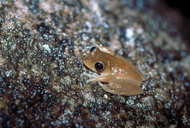 Lace-eyed Tree Frog