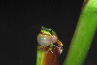 Litoria bicolor