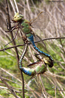Green Darner Dragonfly