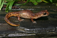 Ensatina eschscholtzii