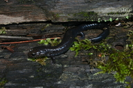del Norte Salamander