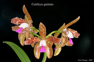 Cattleya guttata