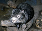 Coarse-haired Wombat