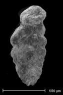Spiroplectinata californica