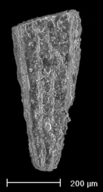 Plectofrondicularia sacatensis