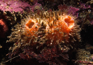 Spiny-headed Tunicate