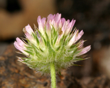 Trifolium microcephalum