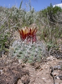 Sclerocactus pubispinus