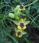 Ophrys lutea ssp. minor