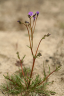Gilia tenuiflora var. tenuiflora