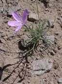 Lygodesmia grandiflora