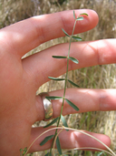 Astragalus remotus