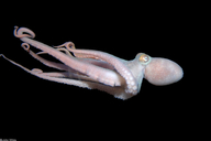 Caribbean Octopus