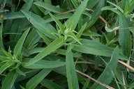 Phlomis herba-venti