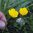 Ranunculus flabellatus