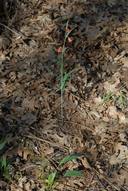 Fritillaria eastwoodiae