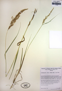 Calamagrostis stricta ssp. stricta
