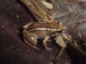 Eleutherodactylus intermedius