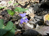 Viola affinis