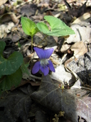 Viola affinis