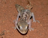 Diplodactylus mitchelli