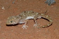 Gibber Gecko