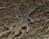 Steindachner's Gecko