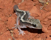 Diplodactylus vittatus