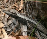 Amphibolurus muricatus