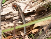 Red-throated Skink