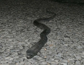 Spotted Black Snake