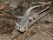 Gehyra dubia