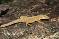 Dominica Anole (southwestern Form)