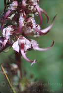 Pedicularis groenlandica