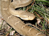 Chihuahua Ridge-nosed Rattlesnake