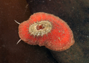 Two-spotted Keyhole Limpet