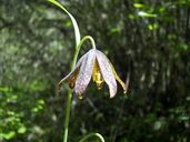 Fritillaria lanceolata