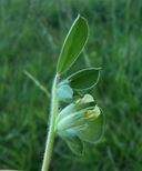 Anthyllis tetraphylla