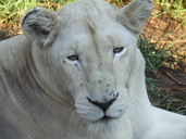 African Lion (white)