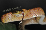 Cross-barred Tree Snake