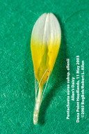 Pentachaeta aurea ssp. allenii