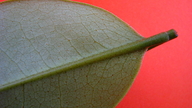 Duguetia gardneriana