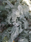 Astragalus pycnostachyus var. lanosissimus