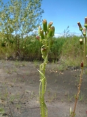 Erechtites hieracifolia