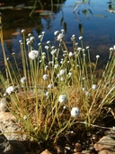 Eriocaulon aquaticum (Hill) Druce ériocaulon aquatique [White buttons]