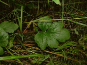 Geum macrophyllum