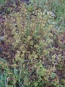 Nemopanthus mucronatus