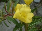 Oenothera oakesiana